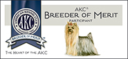 Yorkie Breeder Of Merit Banner